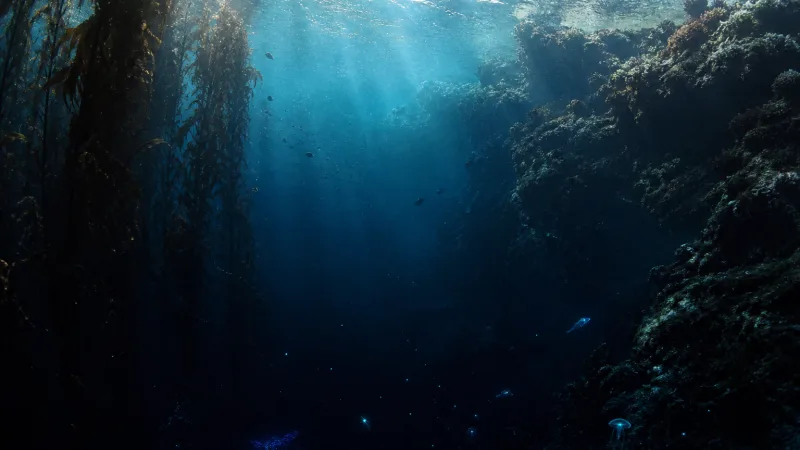 Cross-section of the ocean showing a sunlit coral reef and kelp forest in the shallows, dim blue midwater below, and the dark deep sea floor beneath.