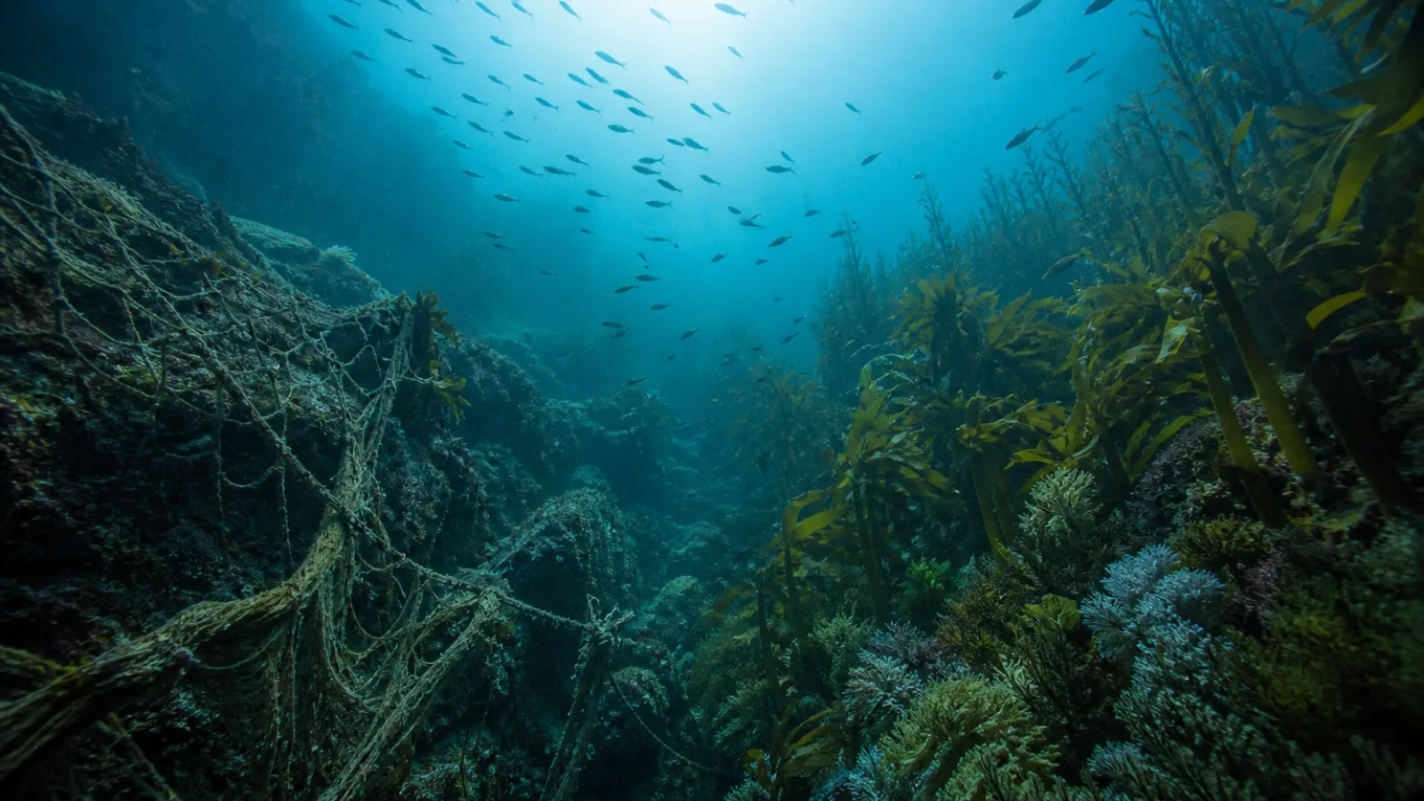A length of discarded fishing net drifting in open blue water, with a healthy coral reef and distant circling sharks visible beyond it in clearer water.