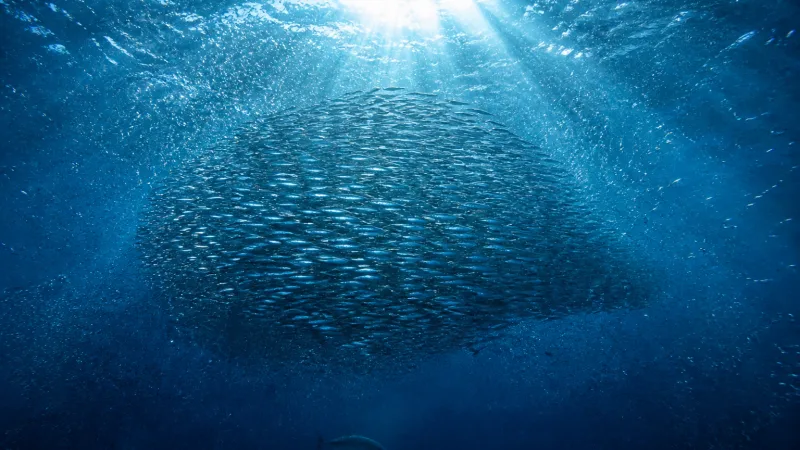 Layered ocean scene showing sunlit plankton near the surface, a swarm of krill and schooling fish below, and larger predators cruising in the deeper blue.